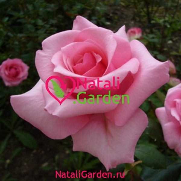Саженцы роз Carina (Карина)