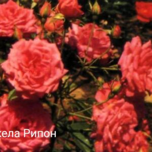 Саженцы розы Angela Rippon (Анжела Риппон)