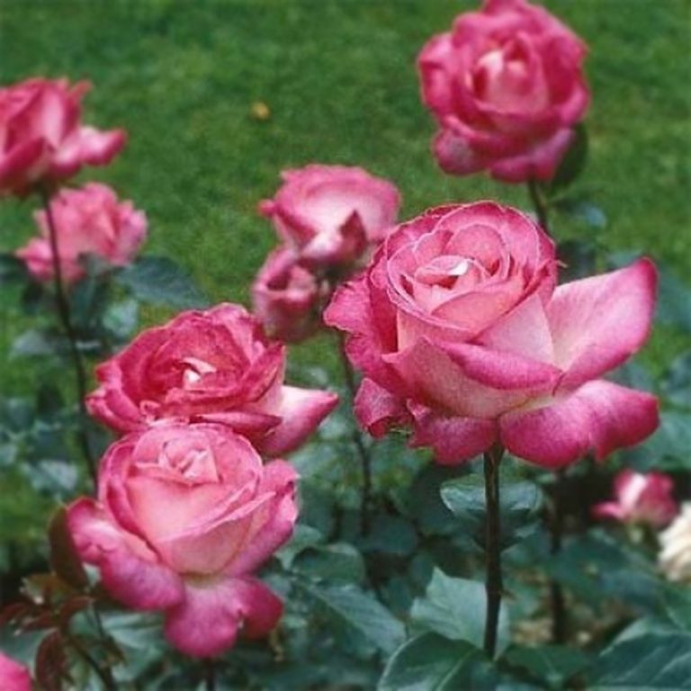 Саженцы чайно-гибридной розы Розгожар (Rose Gaujard)