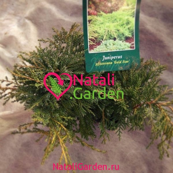 Можжевельник пфитцериана Голд Стар (Juniperus pfitzeriana Gold Star)