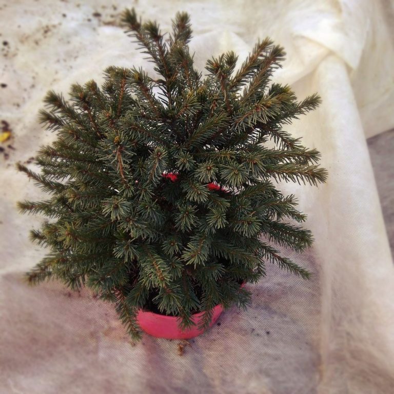 Ель Альберта Глоб мини (Picea glauca Alberta Globe)