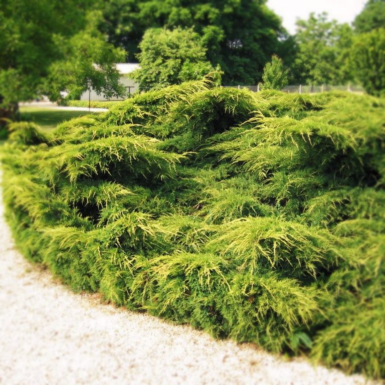 Можжевельник средний Пфитцериана Ауреа (Juniperus x-media Pfitzeriana Aurea)