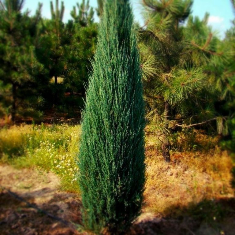 Можжевельник скальный Блю Арроу (Juniperus scopulorum Blue Arrow)