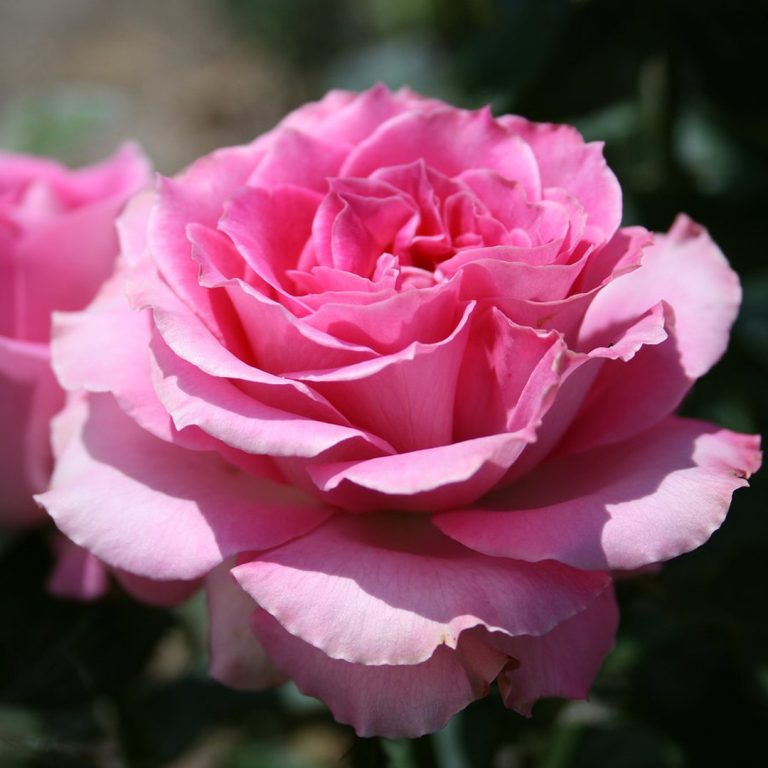 Роза чайно-гибридная Топаз (Topaz)