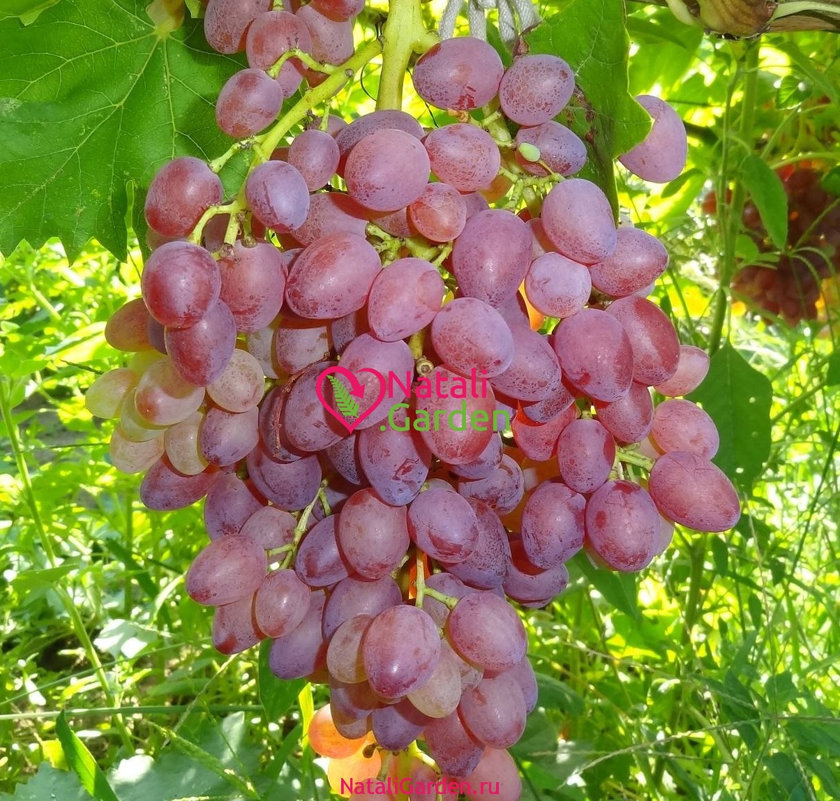 Саженцы винограда Кишмиш Лучистый