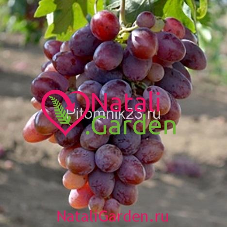 Саженцы винограда Атаман