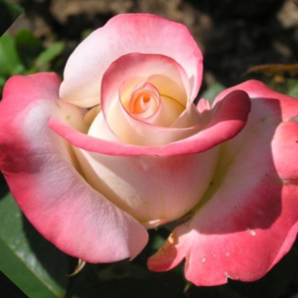 Саженцы роз Belle Perle (Белла перл)