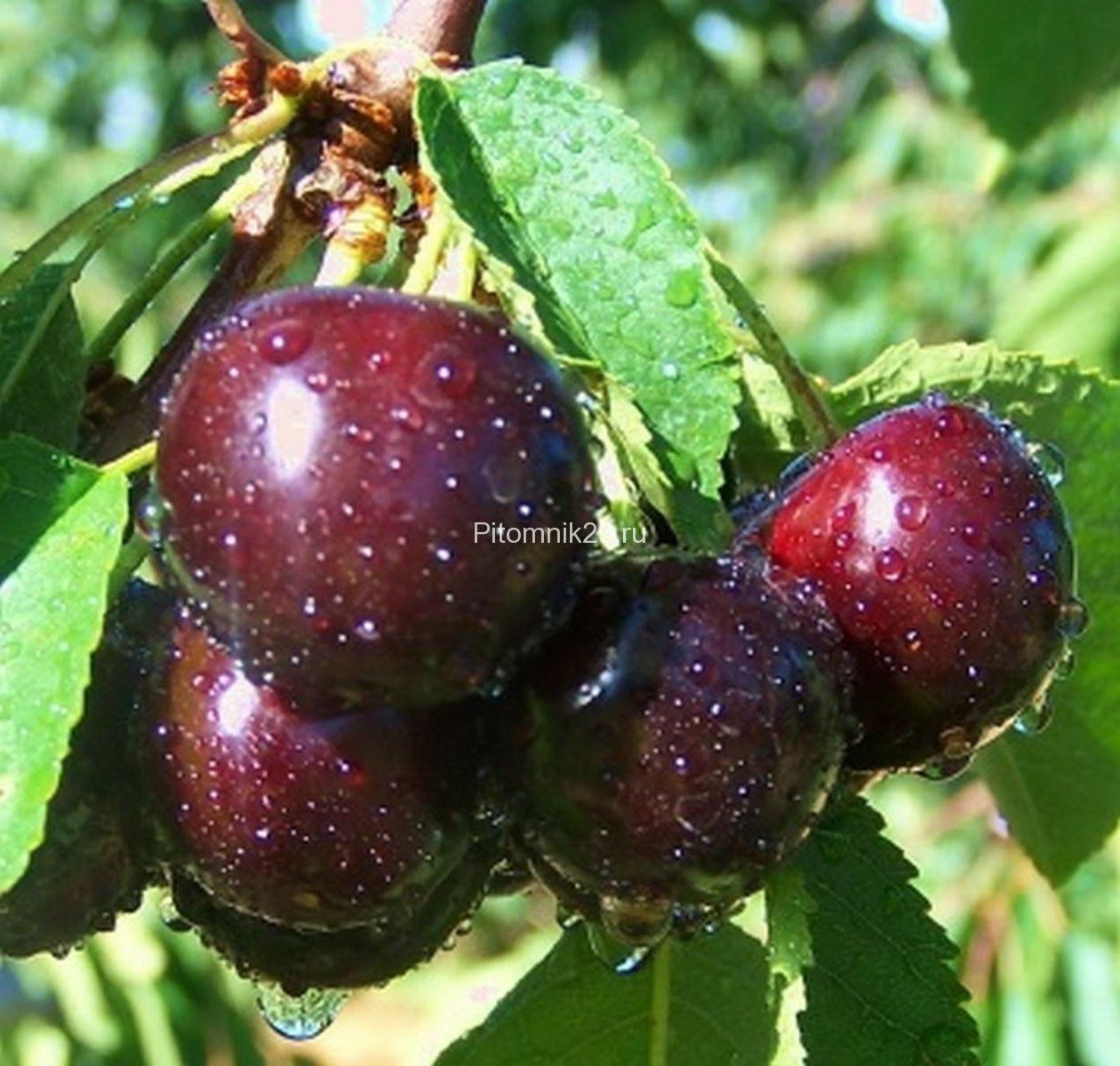 Саженцы вишни Чернокорка