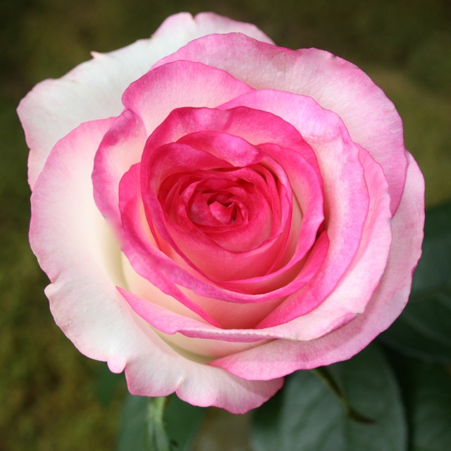 Саженцы роз Dolce Vita (Дольче Витa)