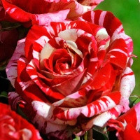 Саженцы роз Falbala (фальбала)