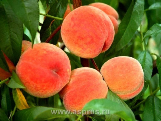 Саженцы персика Харнас