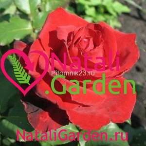 Саженцы чайно-гибридной розы Лавли Ред (Lovely Red)