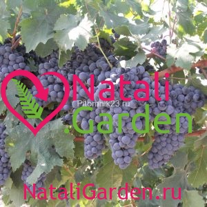 Саженцы винограда Молдова