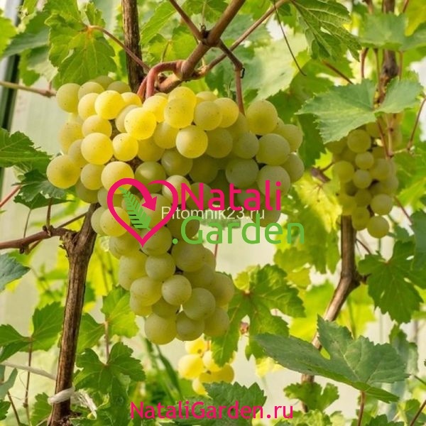 Саженцы винограда Мускат Албэ