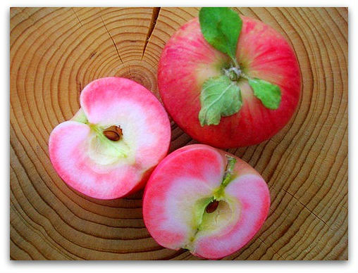 Саженцы яблони Розовый жемчуг