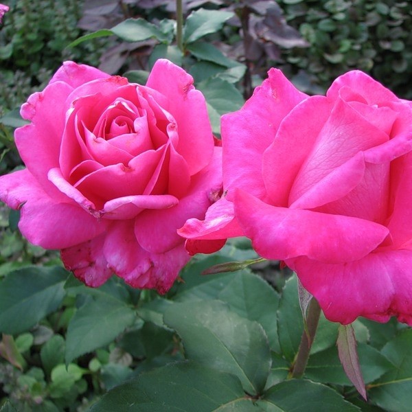 Саженцы роз Vien Rose (Виен Роз)
