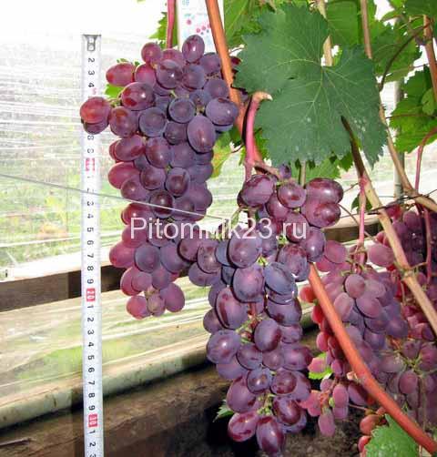 Саженцы винограда Виктория