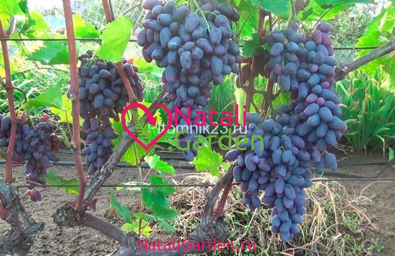 Саженцы винограда Памяти Негруля