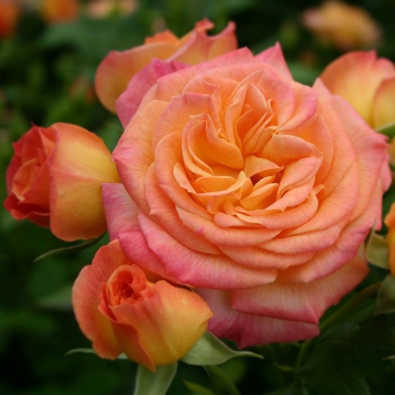 Саженцы розы Gartenspass (Гартеншпас, Хамелеон)