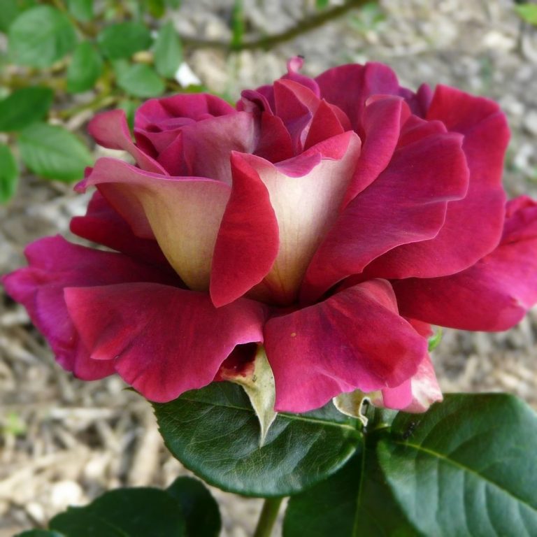 Саженцы розы Кроненбург (Kronenbourg)