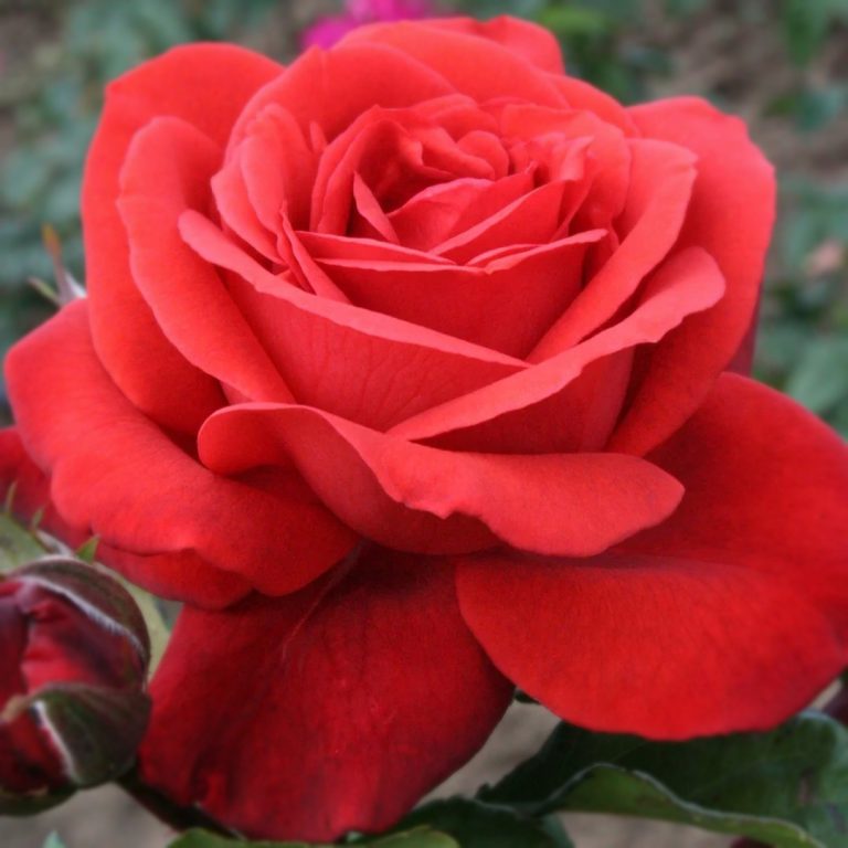 Саженцы розы Терракота (Terracotta)