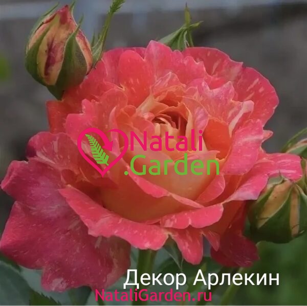 Саженцы роз Декор Арлекин