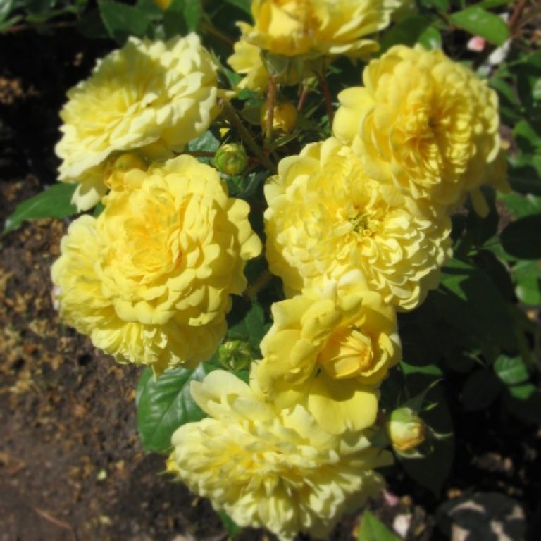 Саженцы роз Гроссгерцогин Луиза (Grossherzogin Luise)