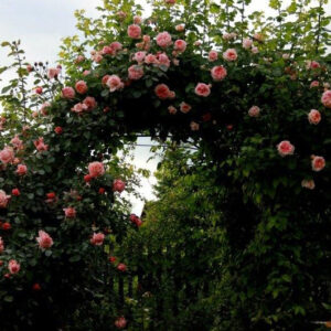 Саженцы роз Барок (Barock)