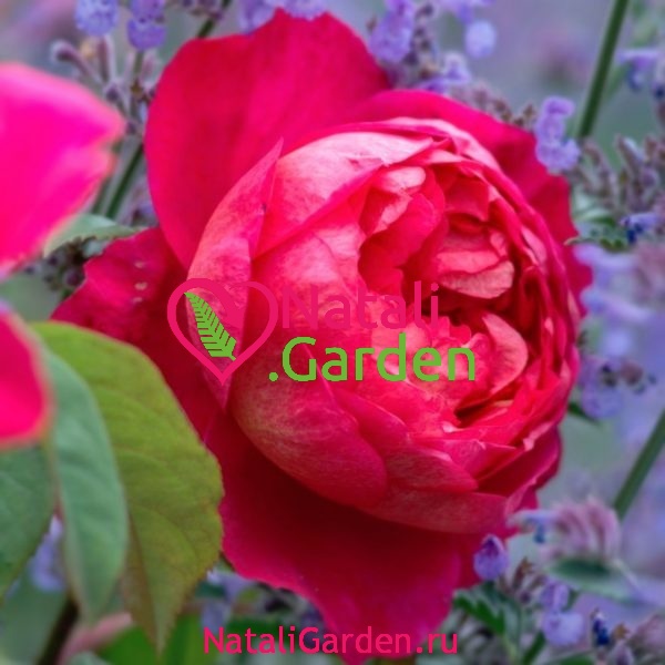 Саженцы роз Бенджамин Бриттен (Benjamin Britten)