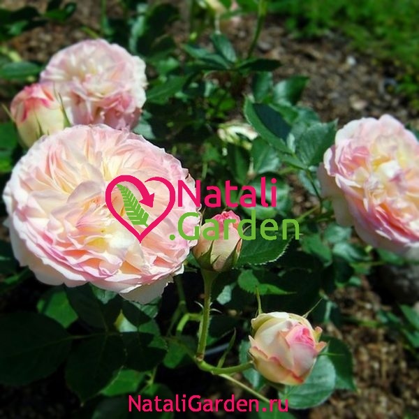Саженцы роз Бидермейер (Biedermeier)