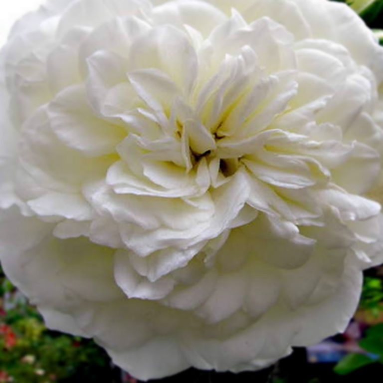 Саженцы роз Бланк Мейяндекор (Blanc Meillandecor)