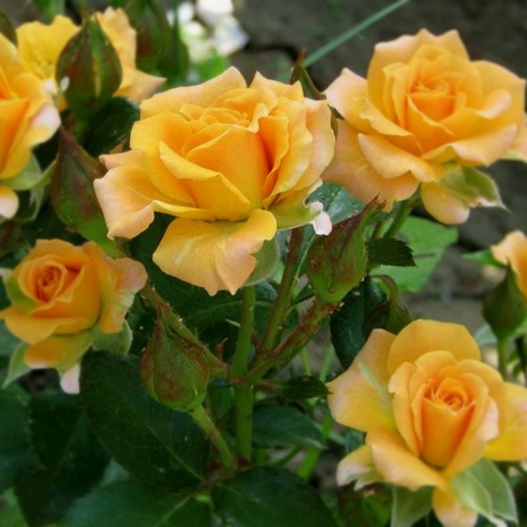 Саженцы роз Макарена (Macarena)