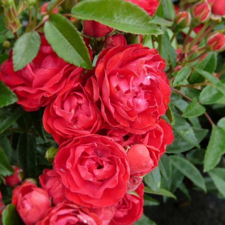 Саженцы роз флорибунда Морсдаг Ред (Morsdag Red)