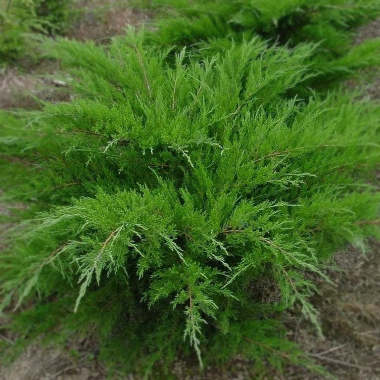 Можжевельник Минт Джулеп (Juniperus chinensis Mint Julep)