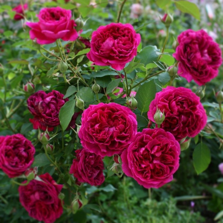 Саженцы роз Отелло (Othello)