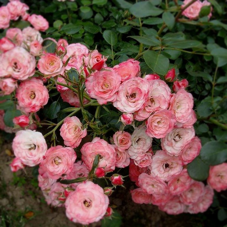 Саженцы роз Пат Де Велюр (Patte de Velours)