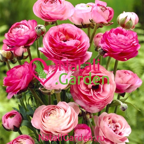 Саженцы роз Ранункулюс (Ranunculus, лютик)
