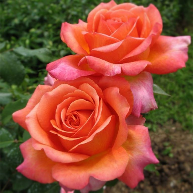 Саженцы роз Рене Госинни (Rene Goscinny)