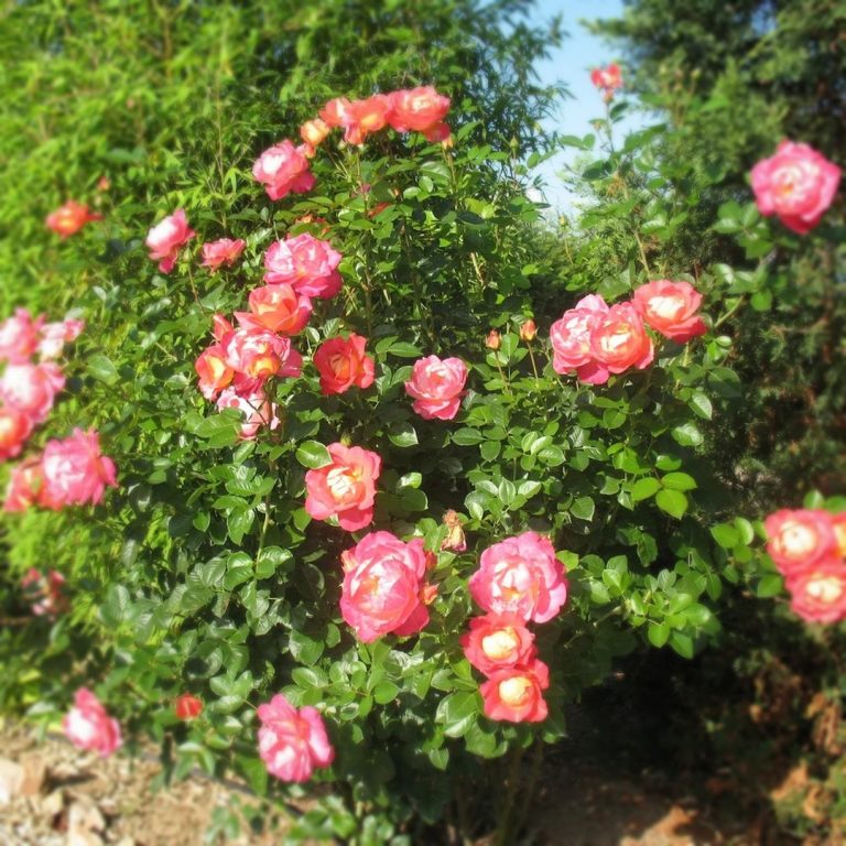 Саженцы роз Декор Арлекин (Decor Arlequin, Павлиний Глаз)