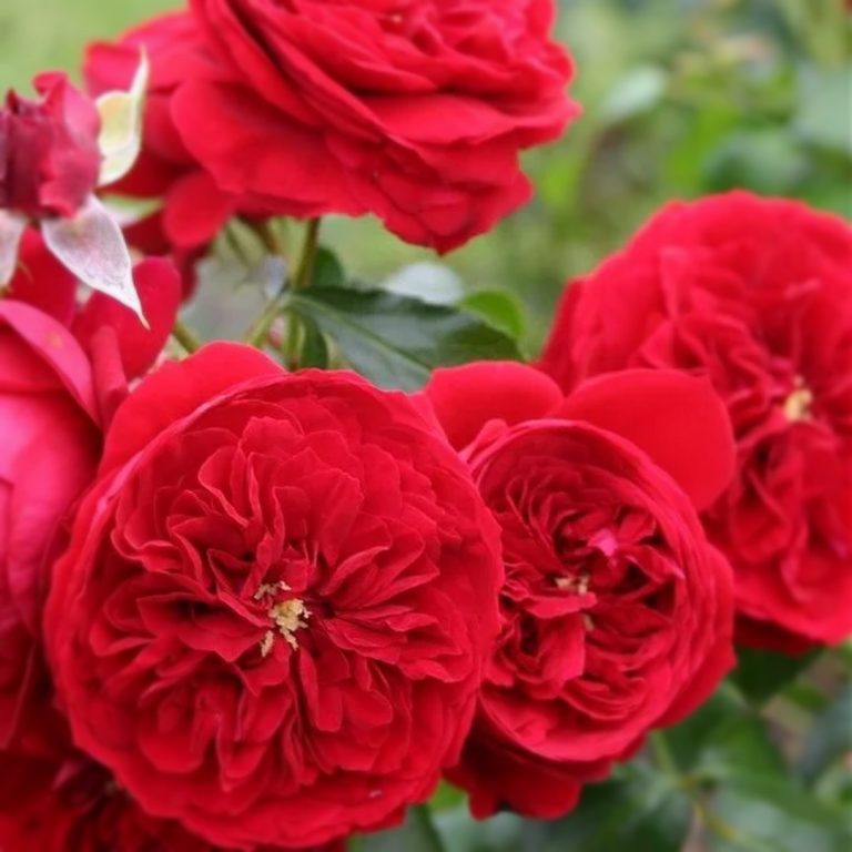 Саженцы роз флорибунда Красная Шапочка (Rotkapchen)