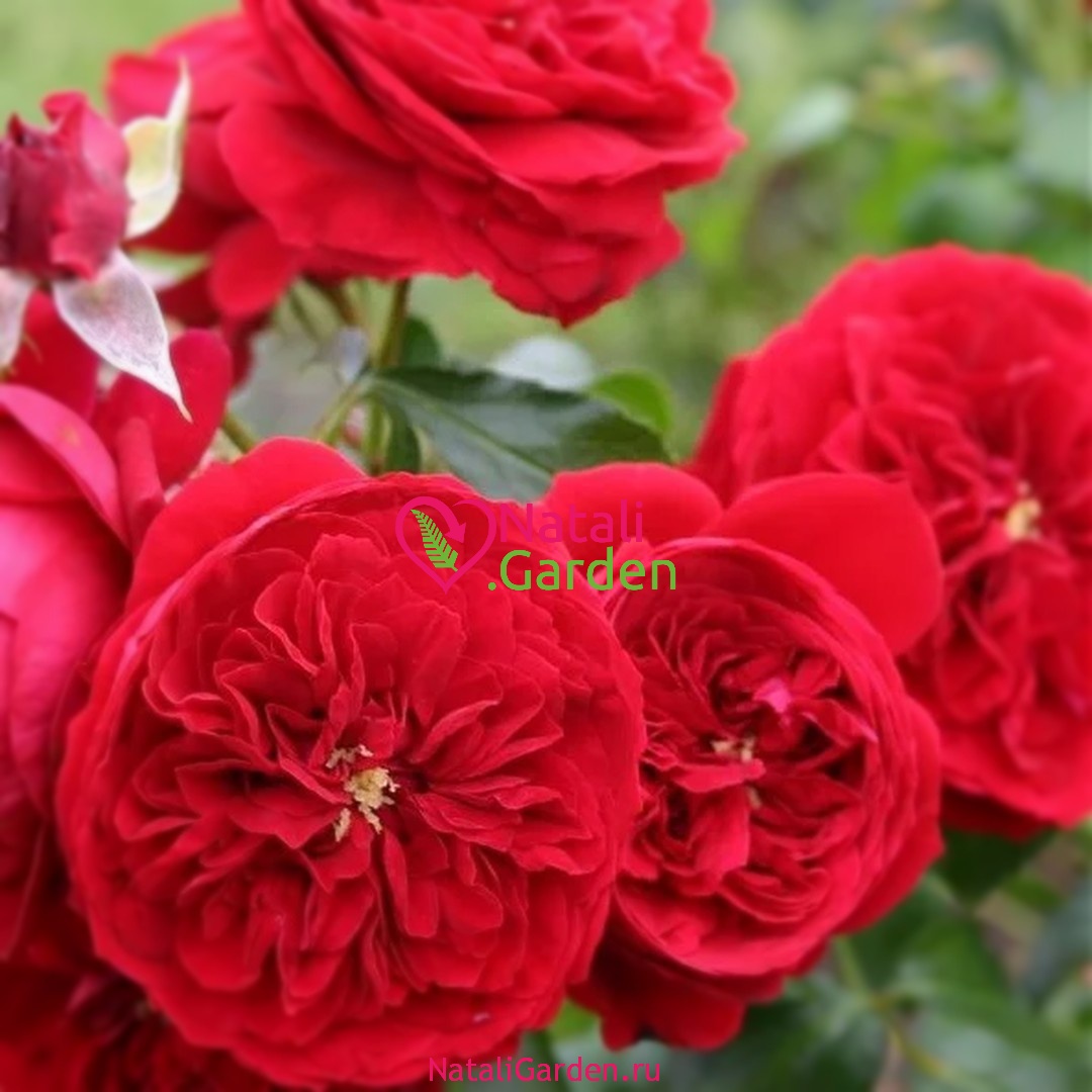 Саженцы роз флорибунда Красная Шапочка (Rotkapchen)