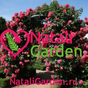Саженцы плетистых роз Розариум Ютерсен (Rosarium Uetersen)
