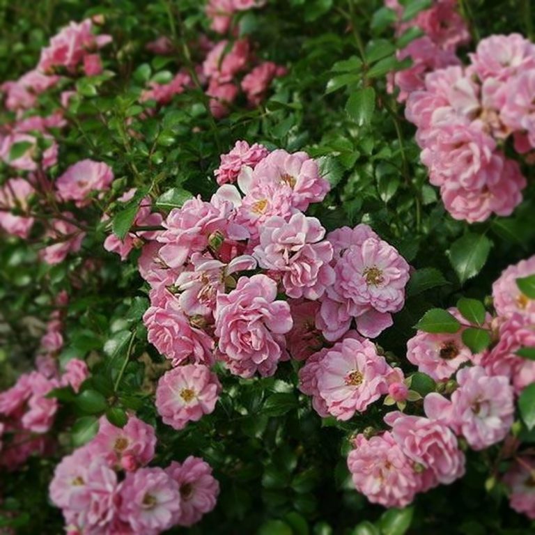 Саженцы роз Сатина (Satina)