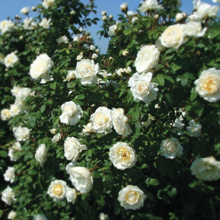Саженцы роз Транквилити (Tranquillity)