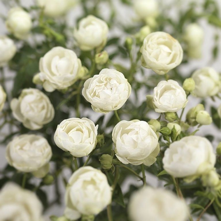 Саженцы роз Морздаг Уайт (Morsdag White)