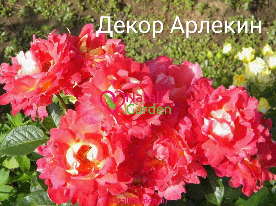 Саженцы роз Декор Арлекин (Decor Arlequin, Павлиний Глаз)