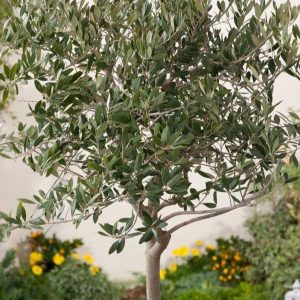 Олива европейская штамб 2м (оливковое дерево)