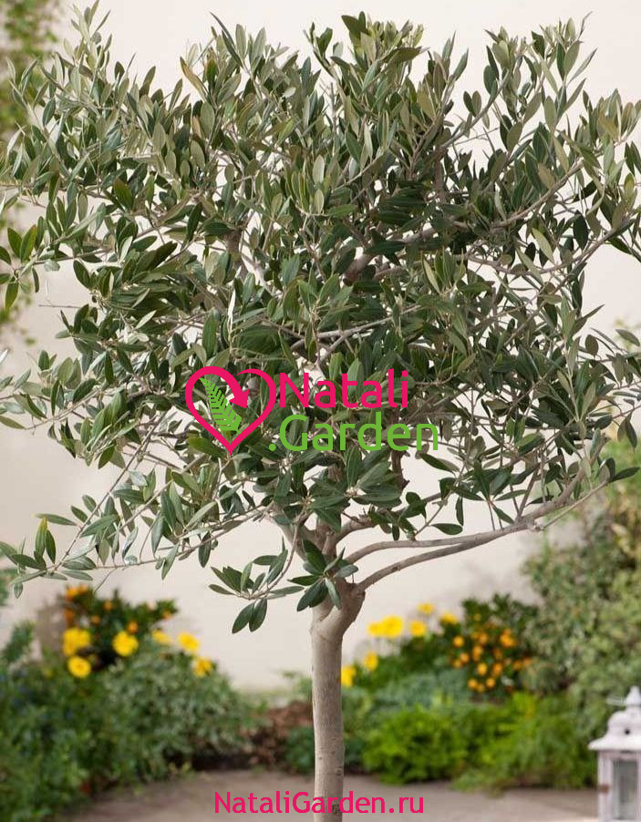 Олива европейская штамб 2м (оливковое дерево)