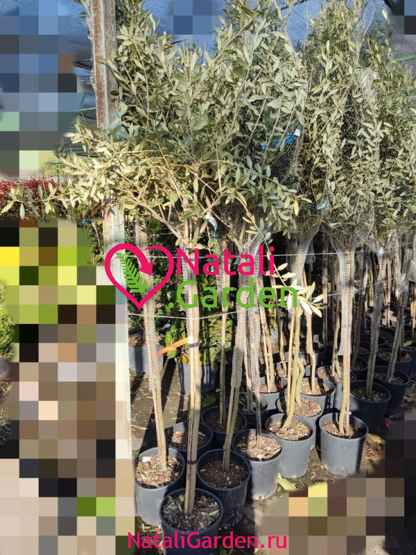 Оливковое дерево штамб 2м (олива европейская)