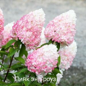 Гортензия метельчатая Пинк энд Роуз (Pink & Rose)